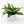 Dieffenbachia ‘Panther’