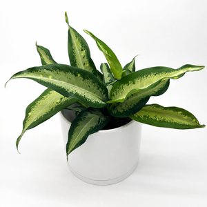 Dieffenbachia ‘Panther’