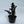 Zamioculcas 'ZZ Black Raven'