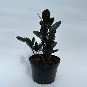 Zamioculcas 'ZZ Black Raven'