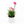 Firewitch Dianthus