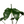 Alocasia Stingray