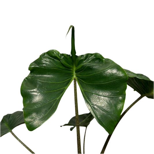 Alocasia stingray 6"