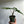 Alocasia Jacklyn