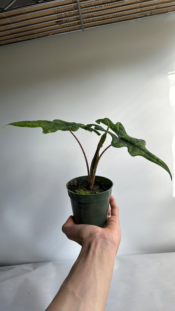 Alocasia Jacklyn