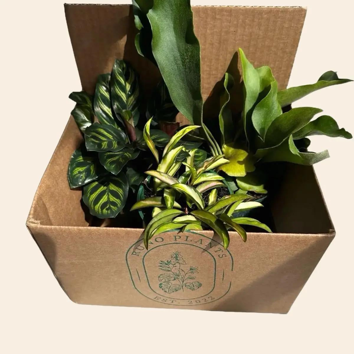non toxic plants for indoors Runo Plants | Plant Bundle Boxes | Pet Friendly Mystery Bundle Box
