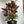 Ficus Elastica Ruby