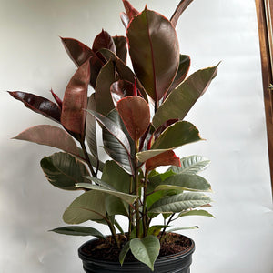 Ficus Elastica Ruby
