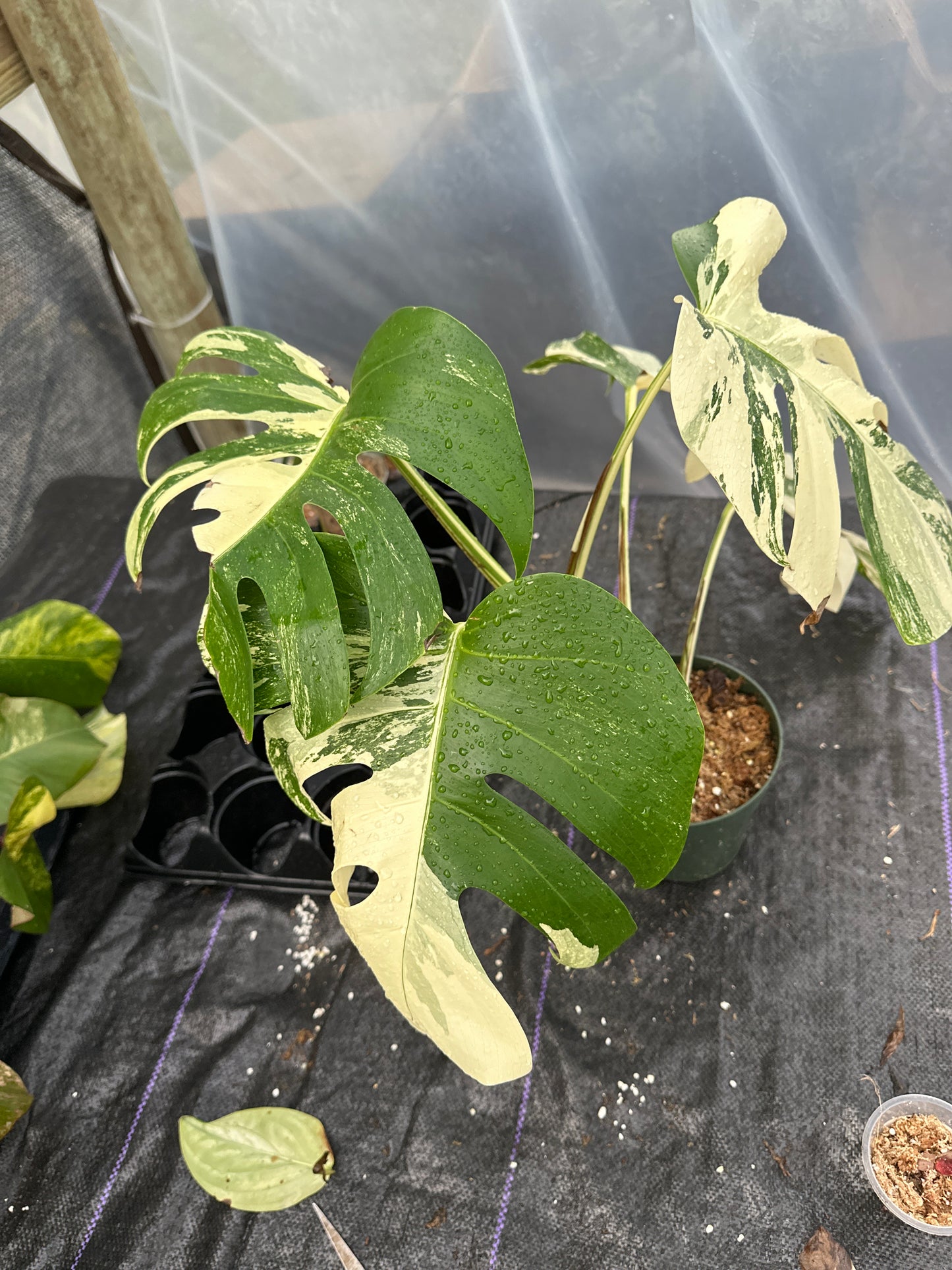 Variegated monstera albo Toyat