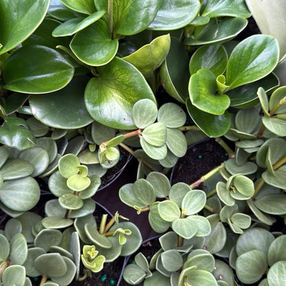 Pet Friendly Mystery Bundle Box - 3 Non-Toxic Plants in 4" Pots