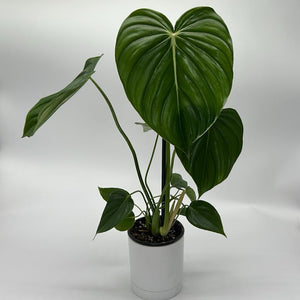 Philodendron ‘McDowell’ 4” Pot – Rare Collector’s Tropical Houseplant live plant