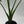 Alocasia cucullata 4” Pot – Tropical Elephant Ear Houseplant live plant