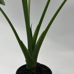 Alocasia cucullata 4” Pot – Tropical Elephant Ear Houseplant live plant