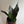 Sanseviera Zeylanica 'Black Dragon'