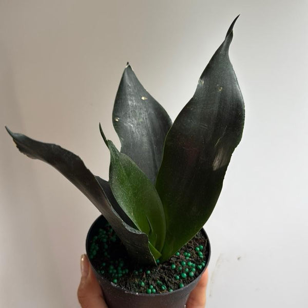 Sanseviera Zeylanica 'Black Dragon'