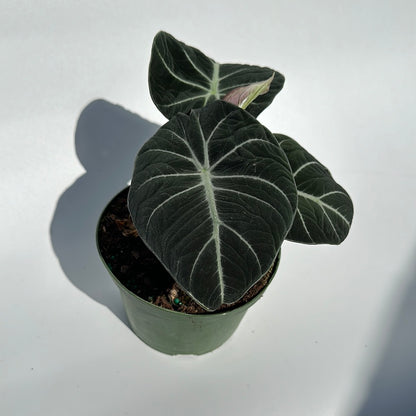 Alocasia black velvet 6" pot