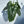 Alocasia Corazon