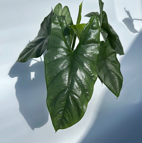 Alocasia Corazon