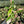 Tricolor Syngonium 'Red Spot'