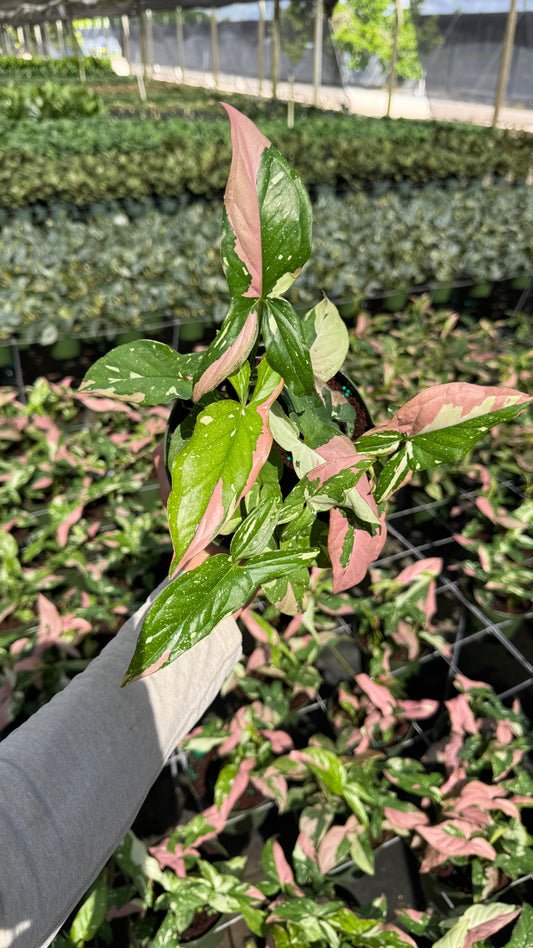Syngonium Red spot Tricolors 6" pot - Rare Collector's Houseplant