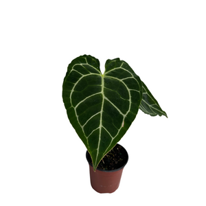 Anthurium Crystallinum