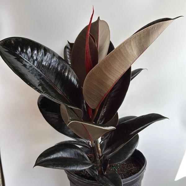 Ficus Elastica Burgundy