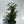 Aralia Ming Stump