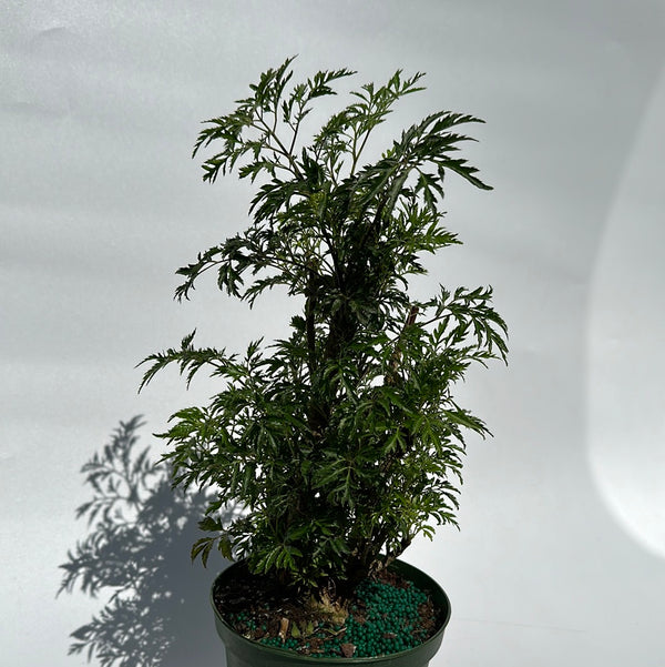 Aralia Ming Stump