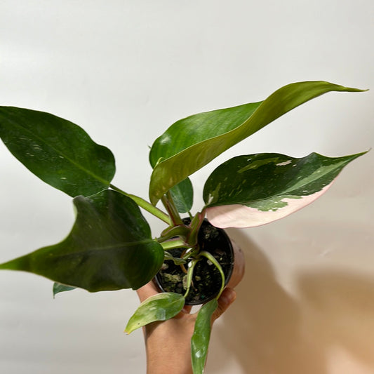 Philodendron white princess Tricolor 4" PWPT2