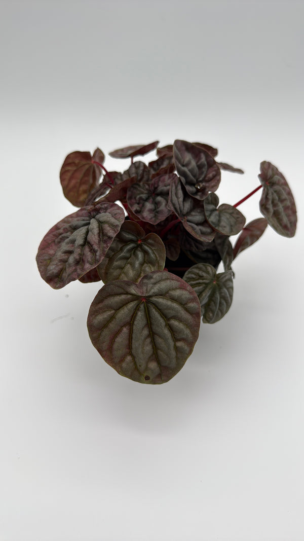 Variegated Peperomia Red Beauty Ripple