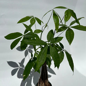 Money Tree