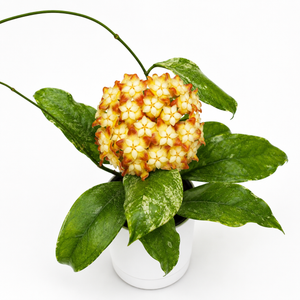 Hoya Finlaysonii 'Chicken Farm'