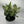 XL Aglaonema ‘Thai Snowflakes’ 8” Pot – Large Rare Variegated Chinese Evergreen live plant