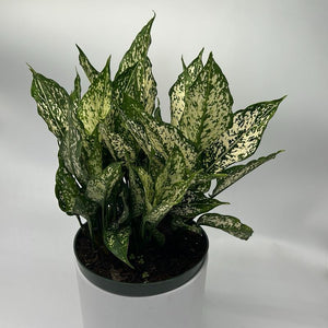 XL Aglaonema ‘Thai Snowflakes’ 8” Pot – Large Rare Variegated Chinese Evergreen live plant