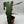 Philodendron Black billietiae Billietiae x Atabapoense 6” pot