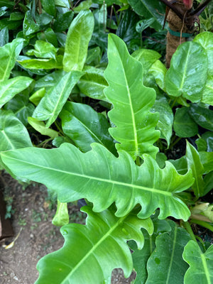 Philodendron Jungle Boogie