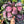 Calathea Pink Star Rosy