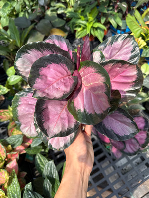 Calathea Pink Star Rosy