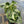 Monstera Thai Constellation