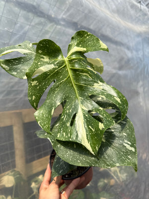 Monstera Thai Constellation