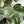 Philodendron White Knight