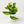 Golden Pothos