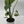 Philodendron ‘McDowell’ 4” Pot – Rare Collector’s Tropical Houseplant live plant