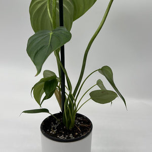 Philodendron ‘McDowell’ 4” Pot – Rare Collector’s Tropical Houseplant live plant