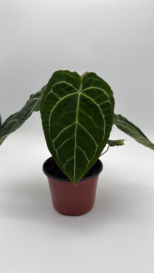 Anthurium Crystallinum