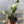 Bird of Paradise