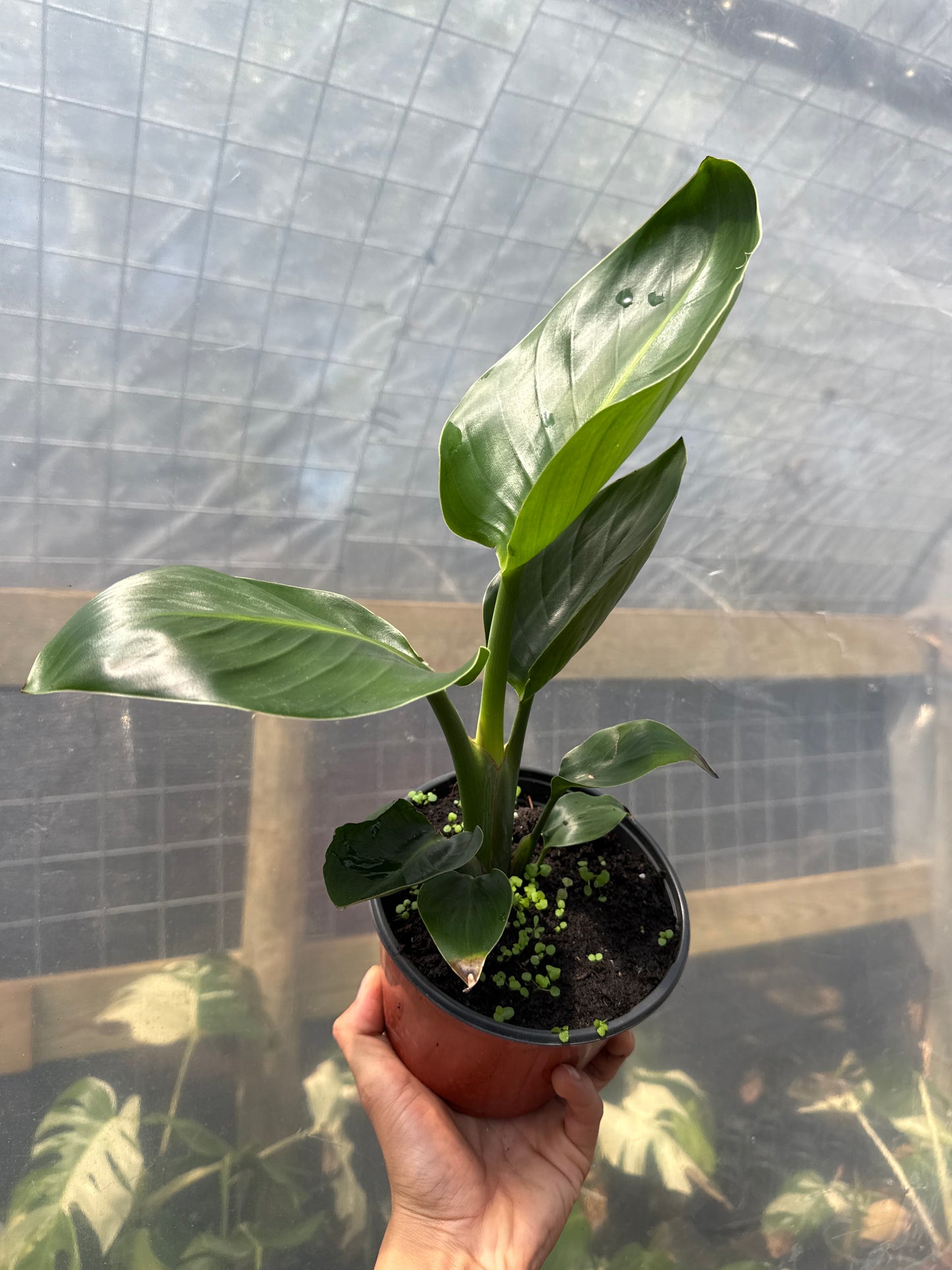 Bird of paradise 6" pot