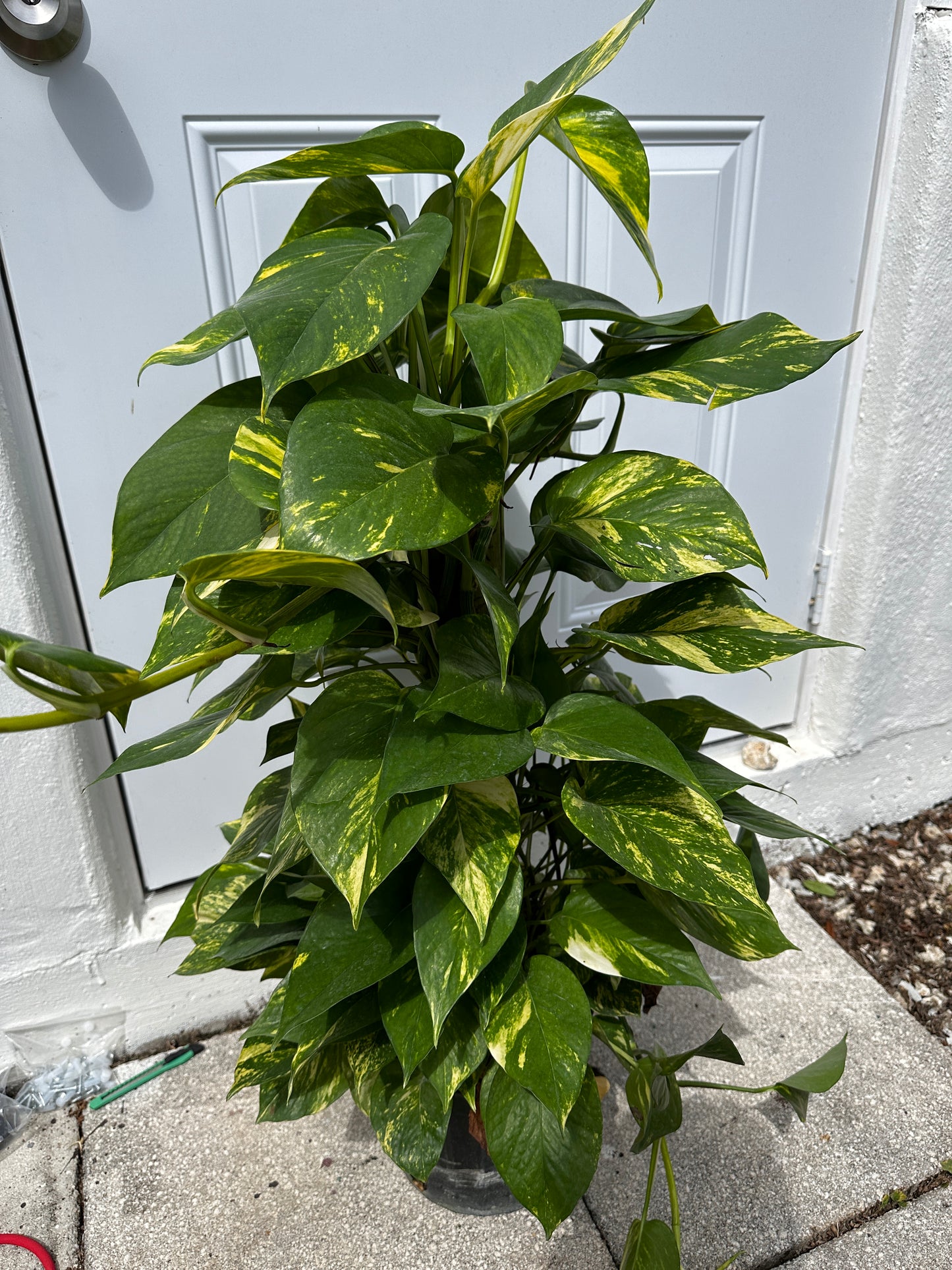 Pothos Golden Totem 8"