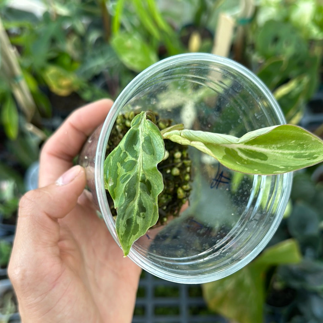 Philodendron snow leopard variegated