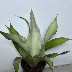 Sansevieria 'Moonshine'
